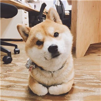 搞笑狗狗可爱头像