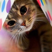 可爱小猫咪qq头像 萌萌的小动物头像猫咪