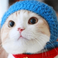 可爱小猫咪qq头像