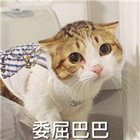 可爱小猫咪qq头像