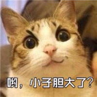 可爱小猫咪qq头像