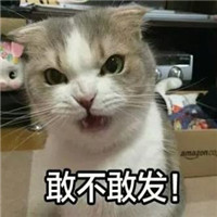 可爱小猫咪qq头像