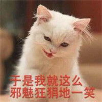 可爱小猫咪qq头像