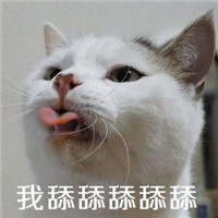 可爱小猫咪qq头像