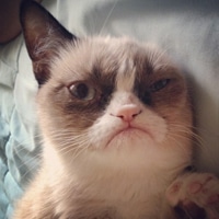 可爱小猫咪qq头像