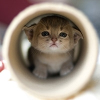 可爱小猫咪qq头像