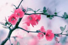 带有梅字的微信网名_折梅