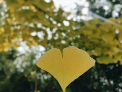 秋天的银杏叶的唯美图片_银杏叶图片大全