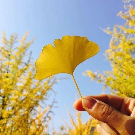 秋天的银杏叶的唯美图片