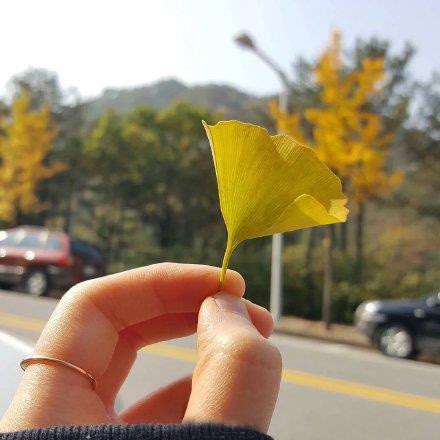 秋天的银杏叶的唯美图片