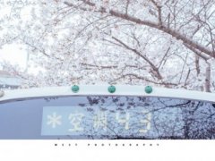 花落的伤感的句子 残花落叶相关的句子