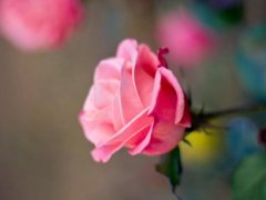 描写水仙花的优美句子 关于水仙花的句子