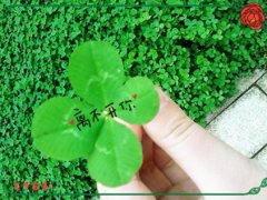 拒绝一个人的表白句子 拒绝表白的不伤人句子