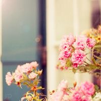 微信头像唯美高清花朵