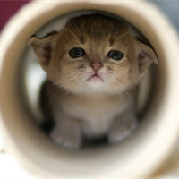 可爱猫咪萌宠头像