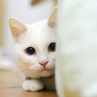 可爱猫咪萌宠头像