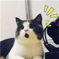 可爱猫咪萌宠头像