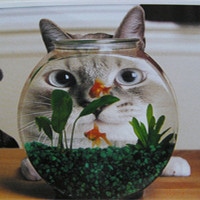 可爱猫咪萌宠头像
