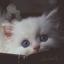可爱猫咪萌宠头像