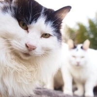 可爱猫咪萌宠头像