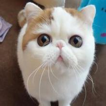 可爱猫咪萌宠头像
