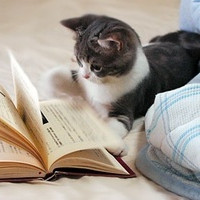 可爱猫咪萌宠头像