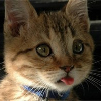 可爱猫咪萌宠头像