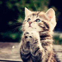可爱猫咪萌宠头像