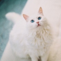 可爱猫咪萌宠头像