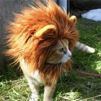可爱猫咪萌宠头像