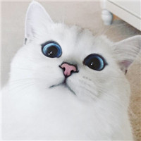 可爱猫咪萌宠头像
