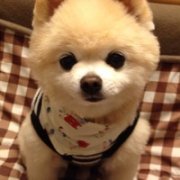 小狗头像大全可爱图片 小狗图片大全可爱头像