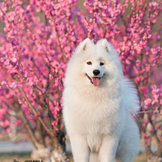 小狗头像大全可爱图片