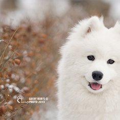 小狗头像大全可爱图片