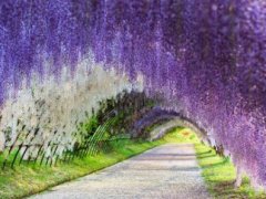 形容杜鹃花的优美句子