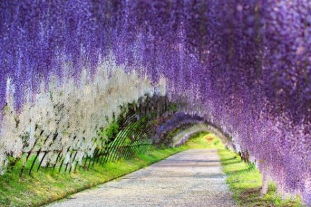 形容杜鹃花的优美句子