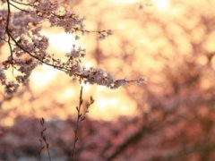 形容梅花的优美短句子