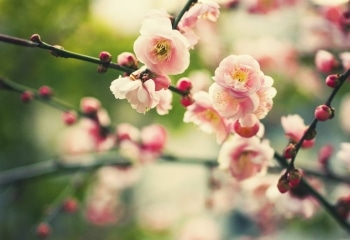 形容梅花的优美短句子