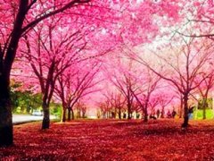 樱花优美句子 与樱花有关的句子