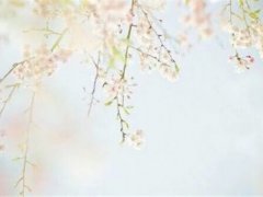 秋天树叶飘落的句子 秋叶飘落的优美句子
