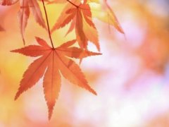 秋天的树的句子 描写秋天的树的句子