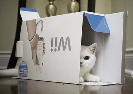 关于猫的qq说说
