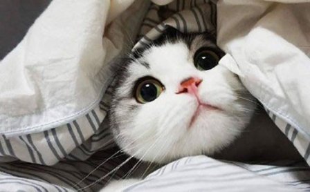 关于猫的qq说说