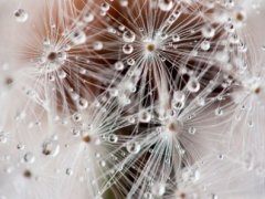 关于蒲公英的个性签名 蒲公英唯美的个性签名