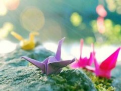 千纸鹤的唯美句子 有关千纸鹤的唯美句子
