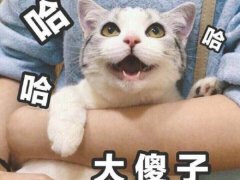 形容反应慢的句子 头脑反应慢的句子
