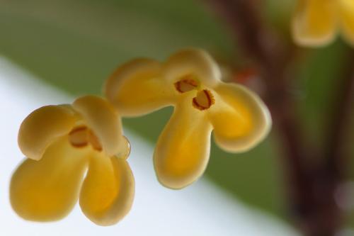 关于桂花的说说