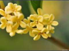 八月桂花香的个性签名