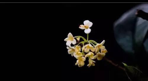八月桂花香的个性签名