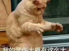 以后不浪了说说 不浪了的说说